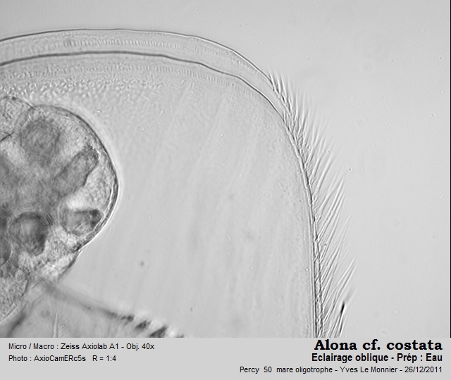 Alona costata Sars, 1862 #25320