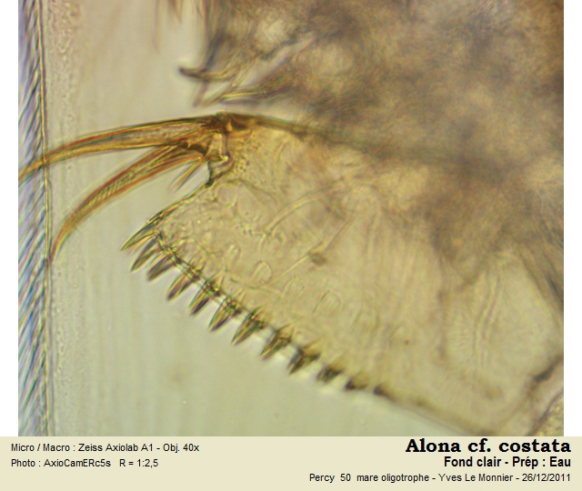 Alona costata Sars, 1862 #25319