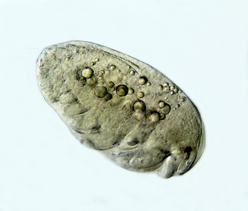 Alona rectangula #18449