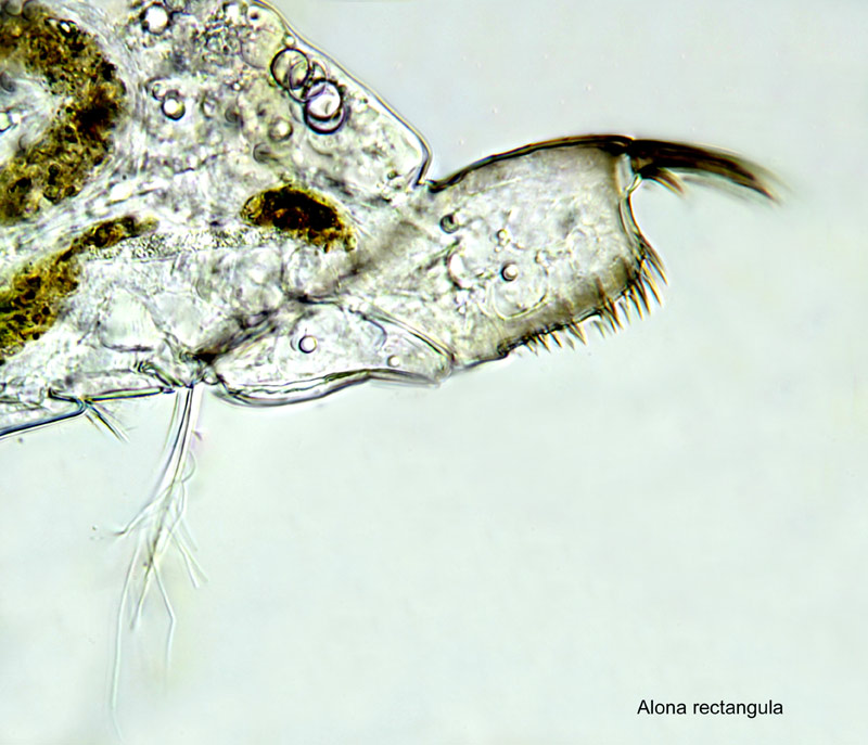 Alona rectangula #18448