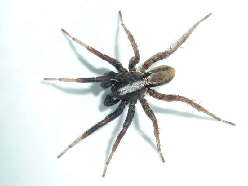 Alopecosa cf pulverulenta (Clerk 1757) #16135