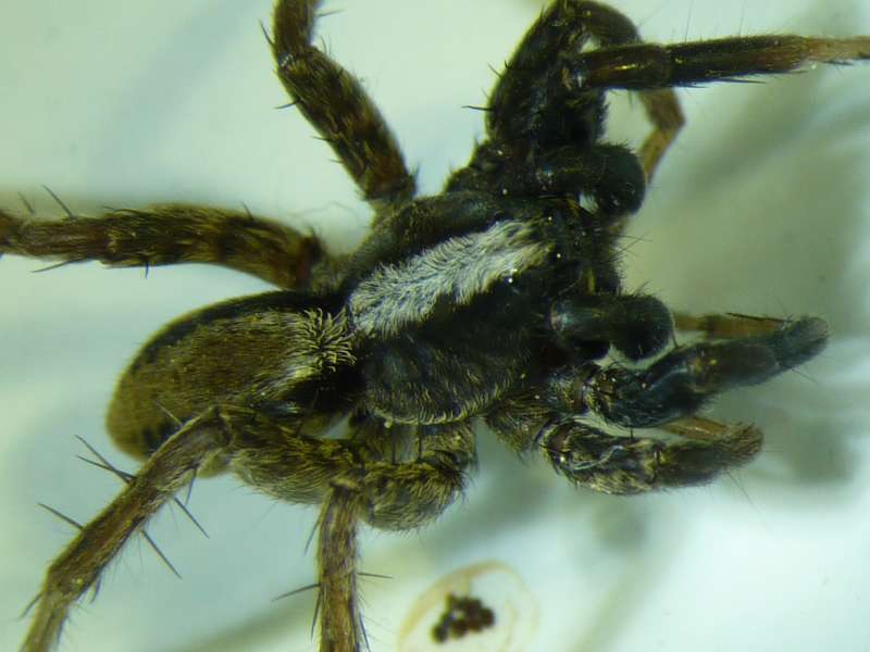 Alopecosa cf pulverulenta (Clerk 1757) #16136