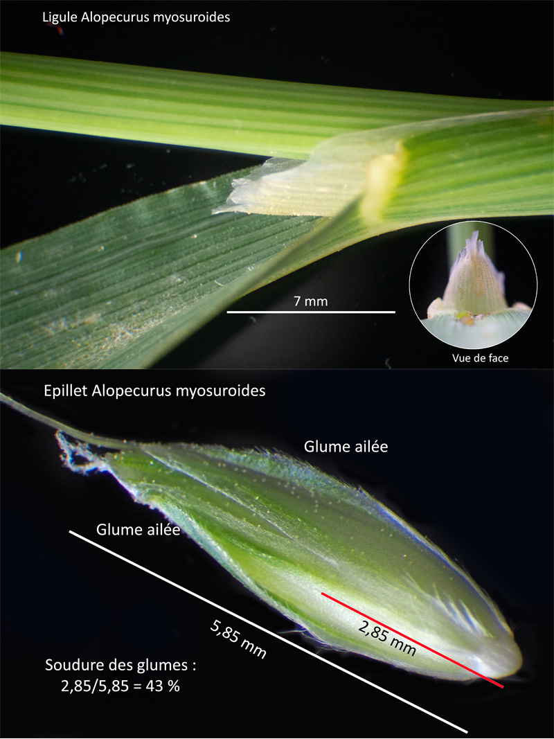 Alopecurus myosuroides : Le Vulpin des champs #63073
