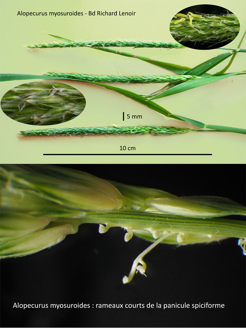Alopecurus myosuroides : Le Vulpin des champs #63075