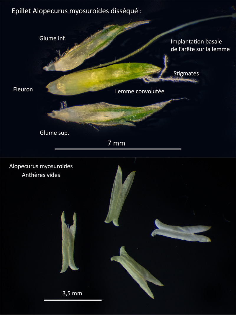 Alopecurus myosuroides : Le Vulpin des champs #63072