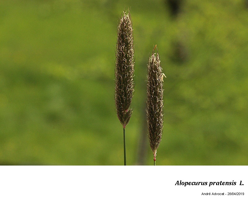 Alopecurus pratensis L.  ( Vulpin des prés) #59173