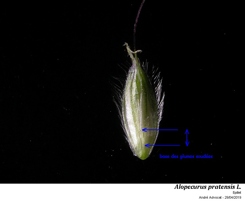 Alopecurus pratensis L.  ( Vulpin des prés) #59179