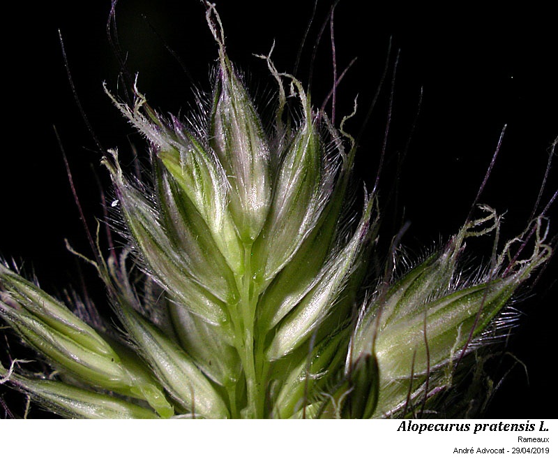 Alopecurus pratensis L.  ( Vulpin des prés) #59175