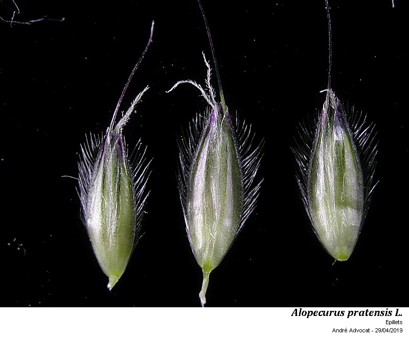 Alopecurus pratensis L.  ( Vulpin des prés) #59176