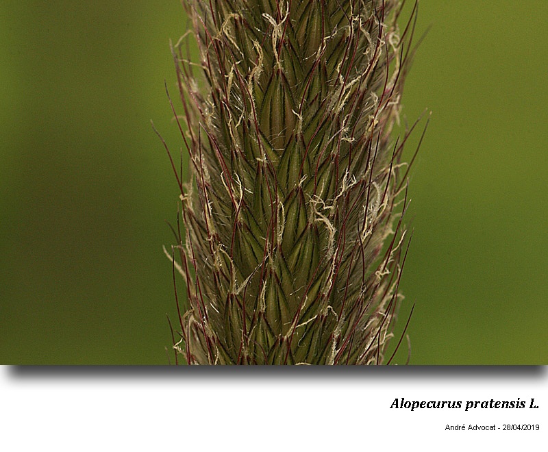 Alopecurus pratensis L.  ( Vulpin des prés) #59174