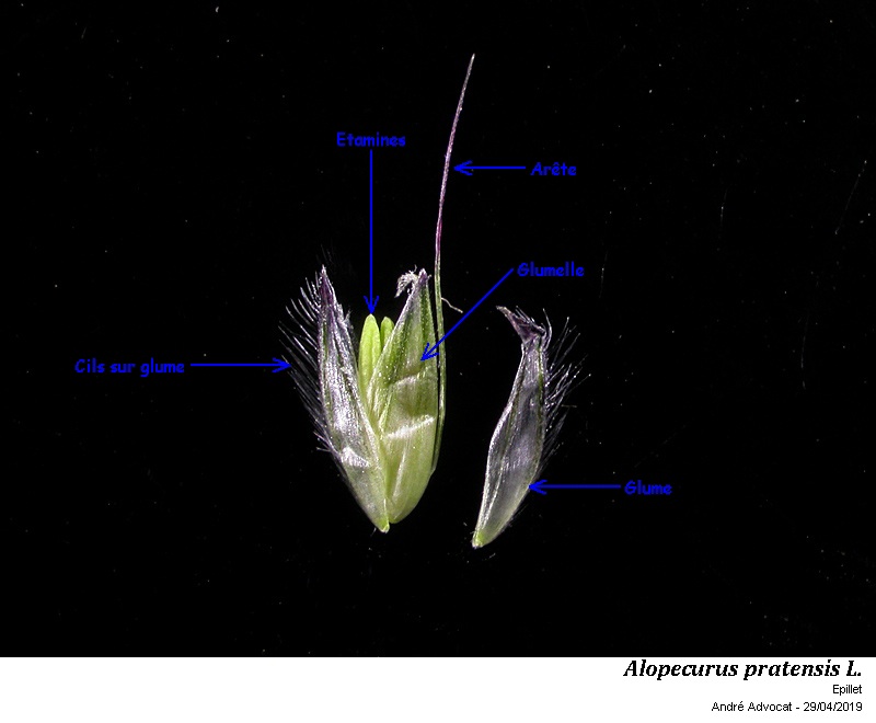 Alopecurus pratensis L.  ( Vulpin des prés) #59180