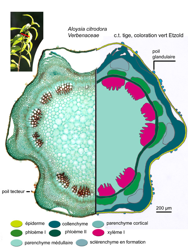 Aloysia citrodora, histologie #18039