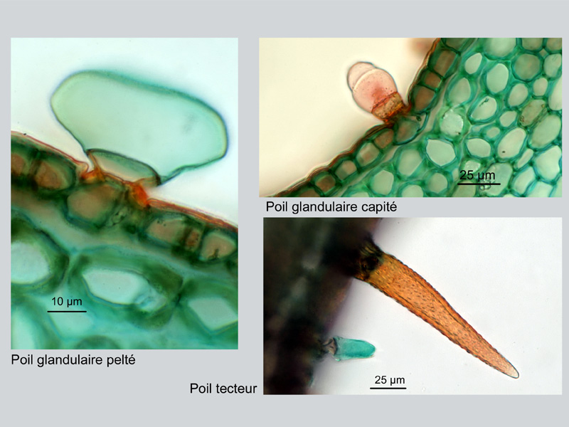 Aloysia citrodora, histologie #18042