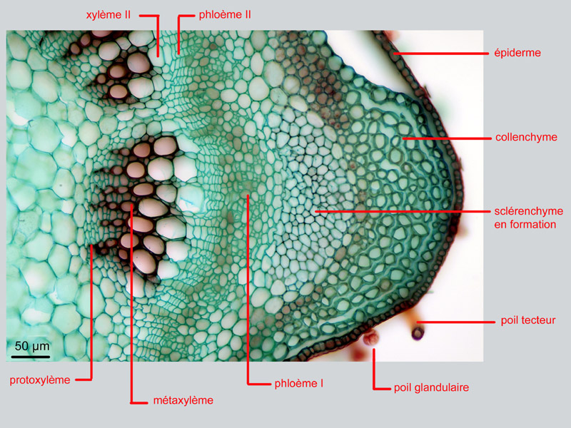 Aloysia citrodora, histologie #18040