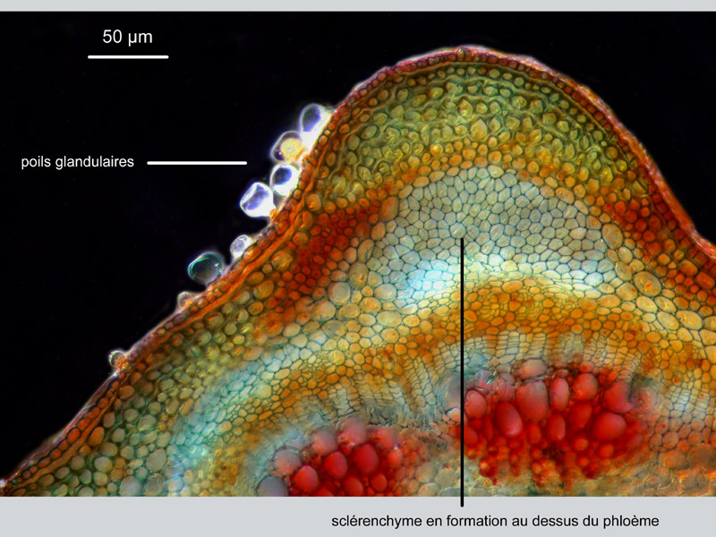 Aloysia citrodora, histologie #18041