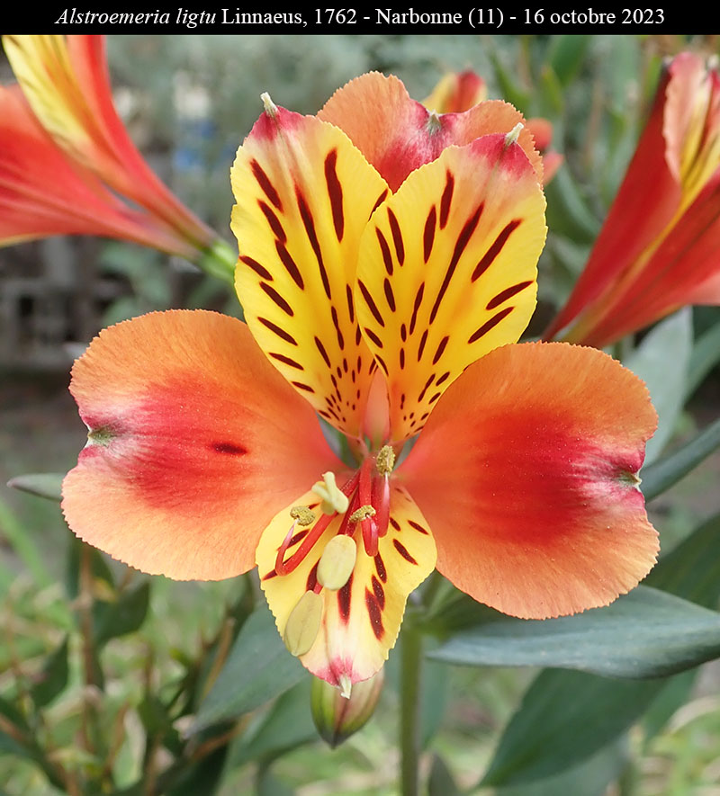 Alstroemeria ligtu #77023