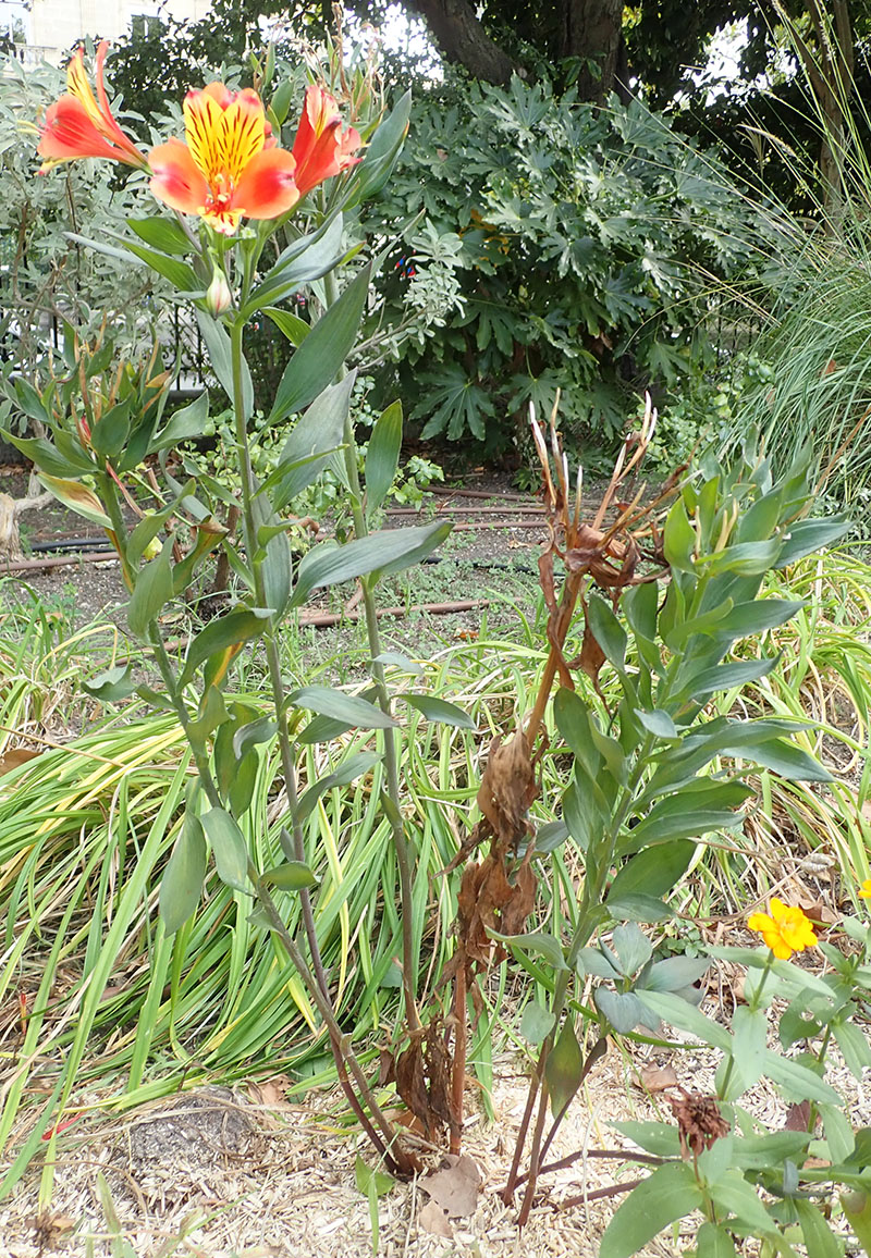 Alstroemeria ligtu #77020