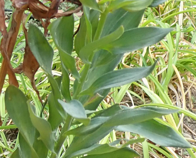 Alstroemeria ligtu #77021