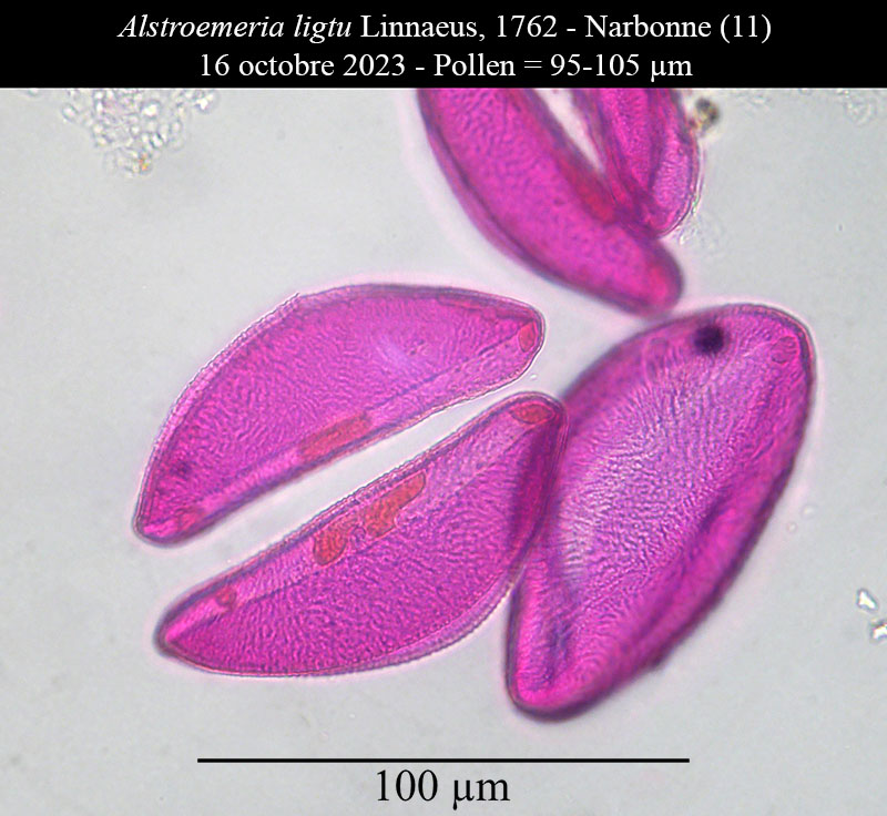 Alstroemeria ligtu #77025