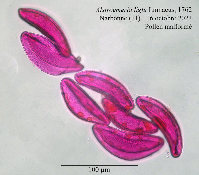 Alstroemeria ligtu #77024