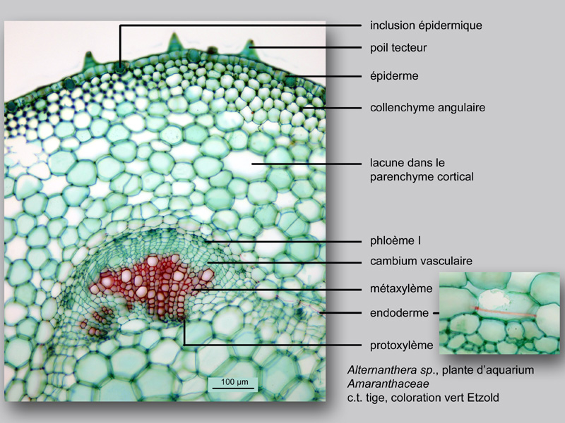 Alternanthera sp. histologie, histology. #23920