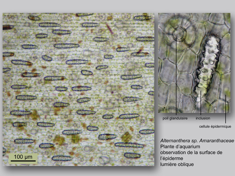 Alternanthera sp. histologie, histology. #23923