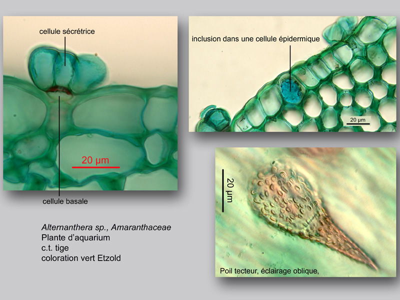 Alternanthera sp. histologie, histology. #23921