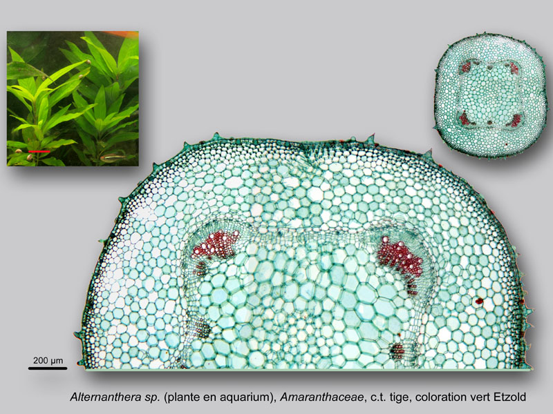 Alternanthera sp. histologie, histology. #23919