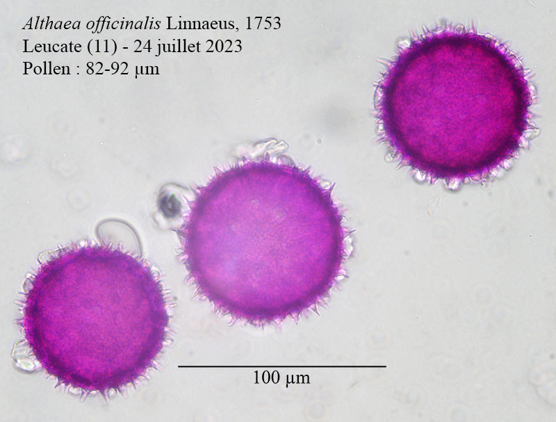Althaea officinalis #75504