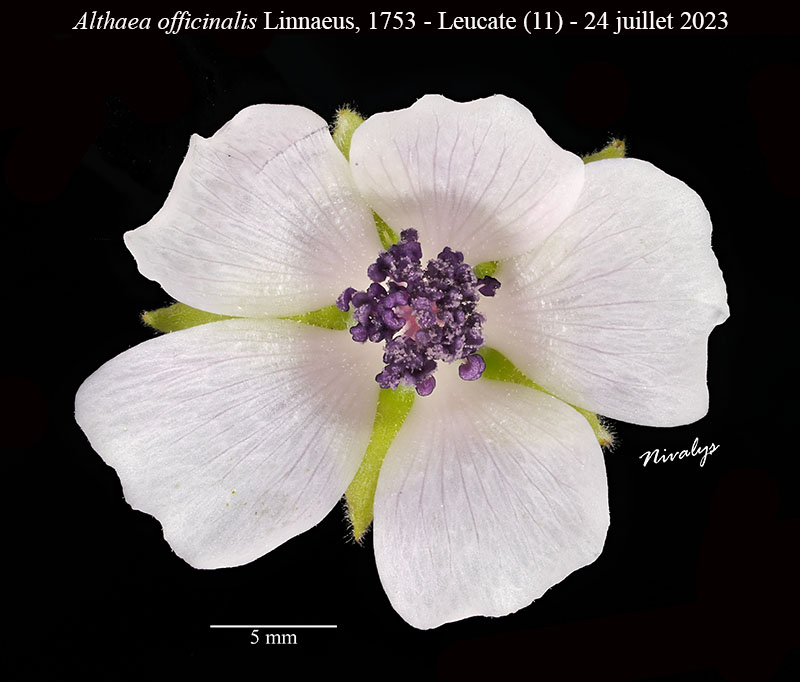 Althaea officinalis #75501