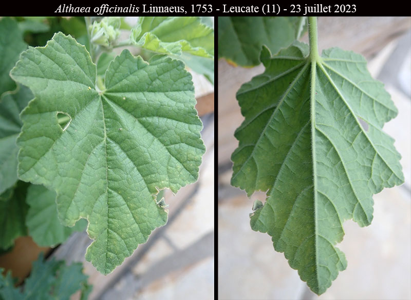 Althaea officinalis #75497