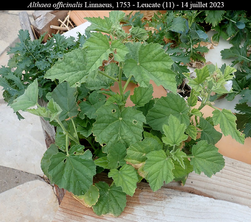 Althaea officinalis #75496