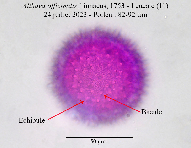 Althaea officinalis #75505