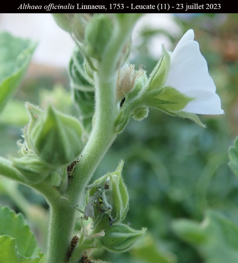 Althaea officinalis #75500