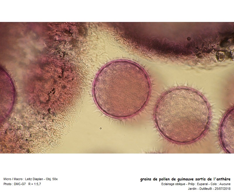 Althae-Officanalis ou Guimauve #55701