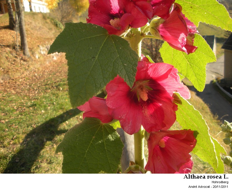 Althea rosea L. (Rose trémière) #24802