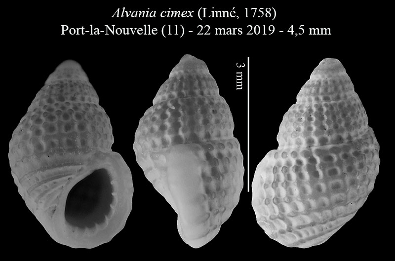 Alvania cimex #59498