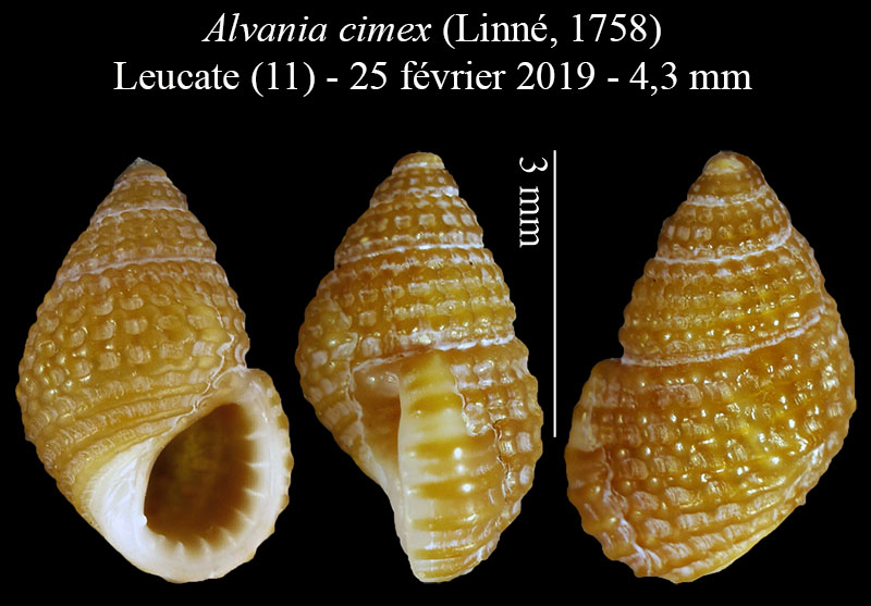 Alvania cimex #59499
