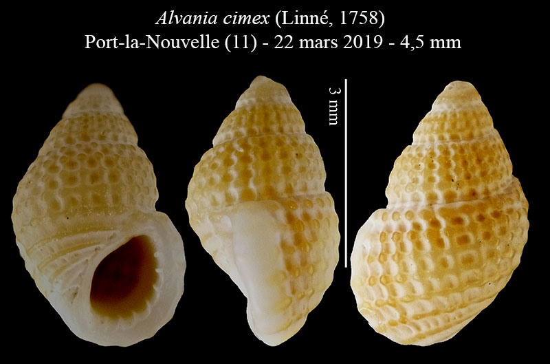 Alvania cimex #59497