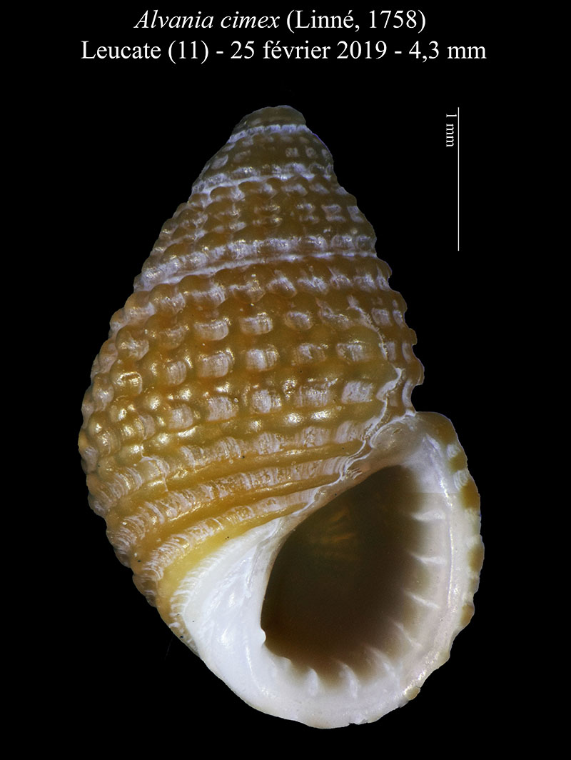 Alvania cimex #59500