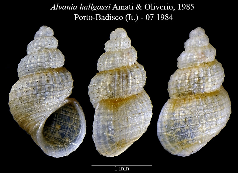 Alvania hallgassi #53412