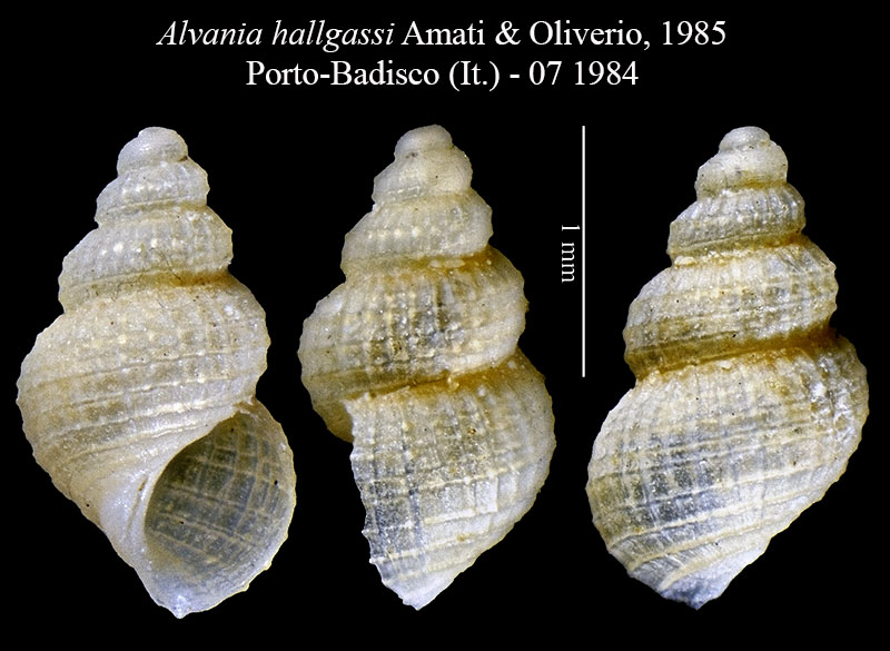 Alvania hallgassi #53613