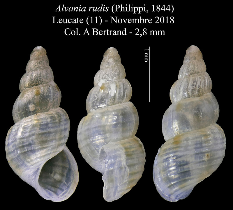 Alvania rudis #58326