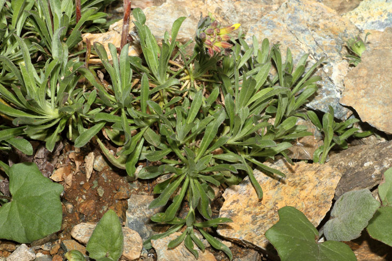 Alyssoides utriculata (L.) Medik - Vésicaire renflée #24734
