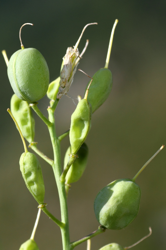 Alyssoides utriculata (L.) Medik - Vésicaire renflée #24735