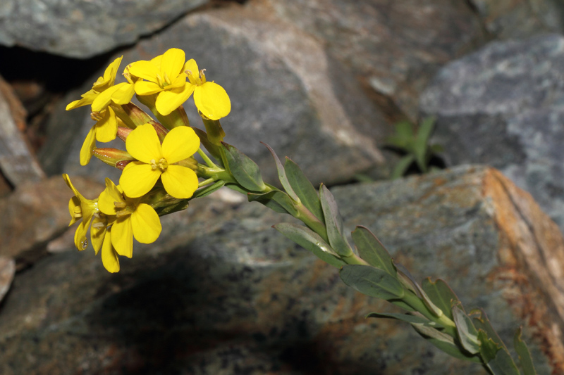 Alyssoides utriculata (L.) Medik - Vésicaire renflée #24737