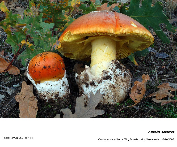 Amanita caesarea (Scop.:Fr.) Grév. #830