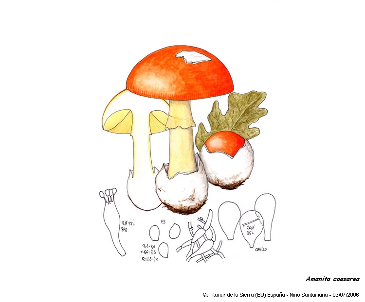 Amanita caesarea (Scop.:Fr.) Grév. #829