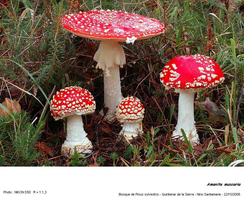 Amanita muscaria (Linneo : Fries) Lamarck #1076