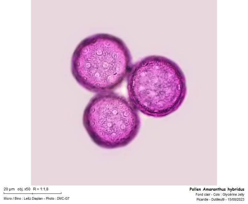 Amaranthus hybridus pollen #76603